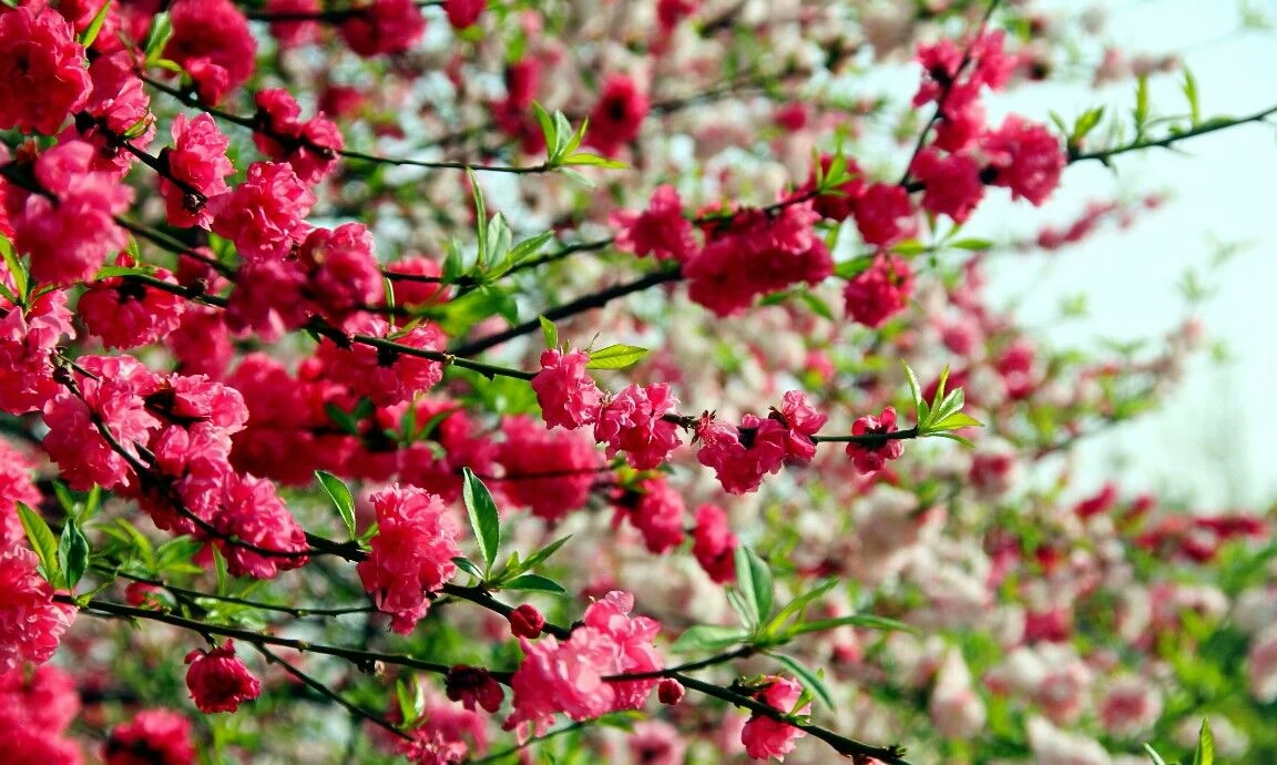 三峡大学，我来了！