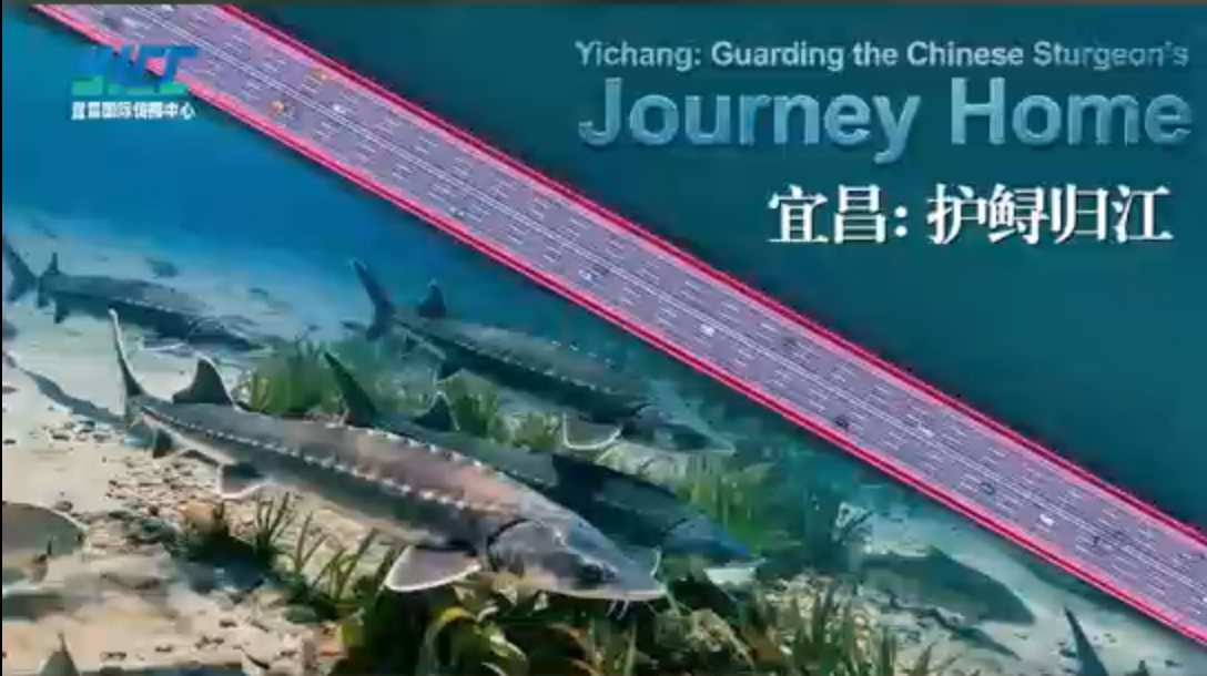 Yichang:Guarding the Chinese Sturgeon's Journey Home
